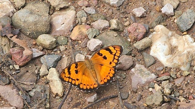  (कवर्धा) भोरमदेव अभ्यारण्य में तीन दिवसीय तितली सम्मेलन 2025 का सफल समापन