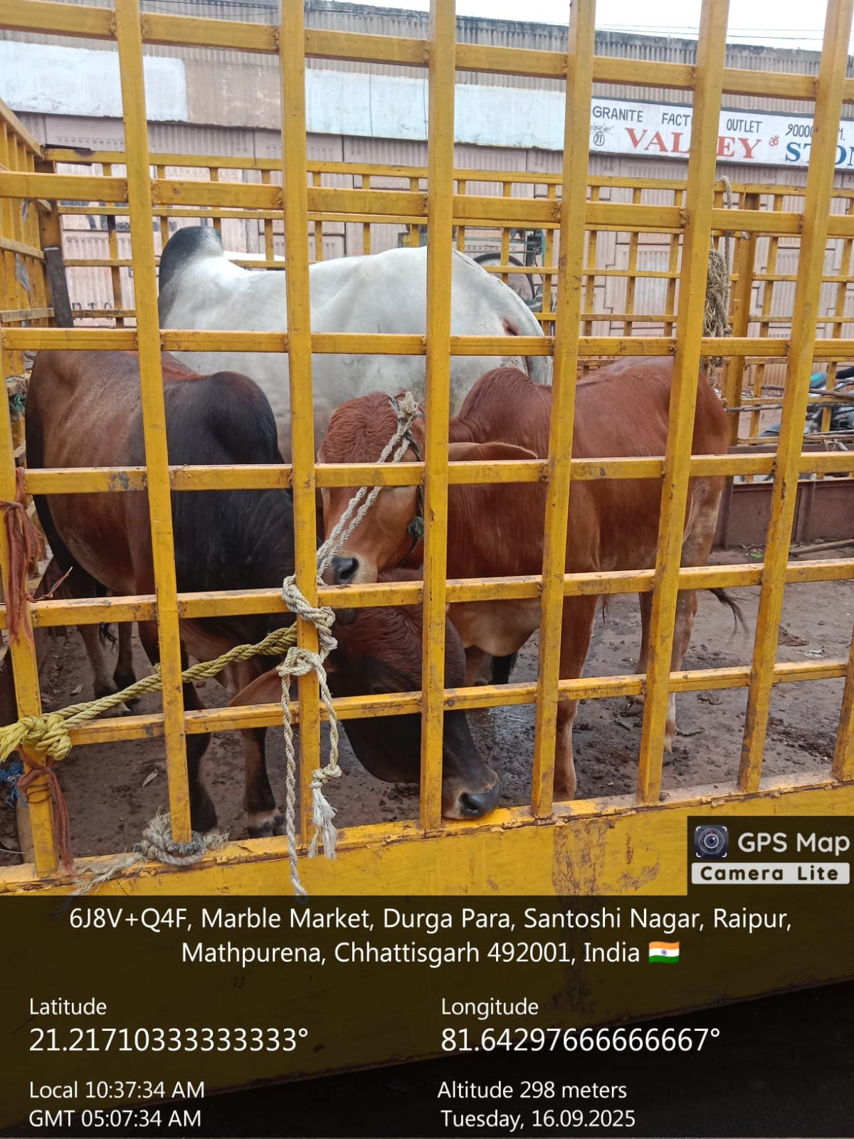 (रायपुर) हाईकोर्ट के निर्देश पर सड़कों पर बैठने वाले आवारा पशुओं को धरपकड़ कर गौठानों में भेजा गया