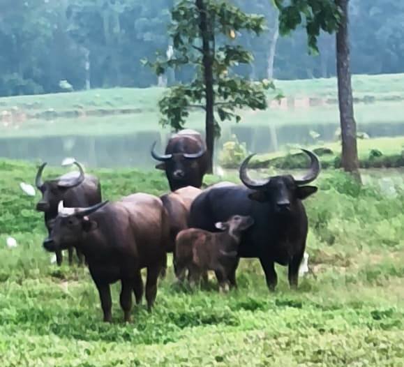 (रायपुर) राजकीय पशु के लिए बारनावापारा अभ्यारण्यबना अनुकूल