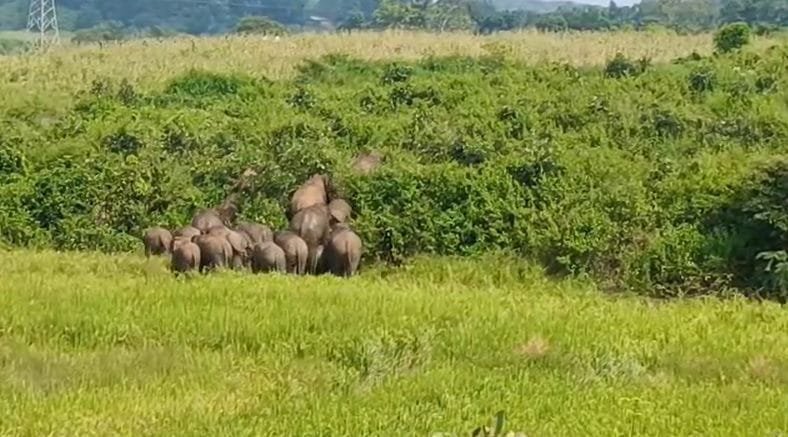 (सरगुजा) सरगुजा के लाल माटी क्षेत्र में हाथियों का आतंक, युवक की कुचलकर मौत