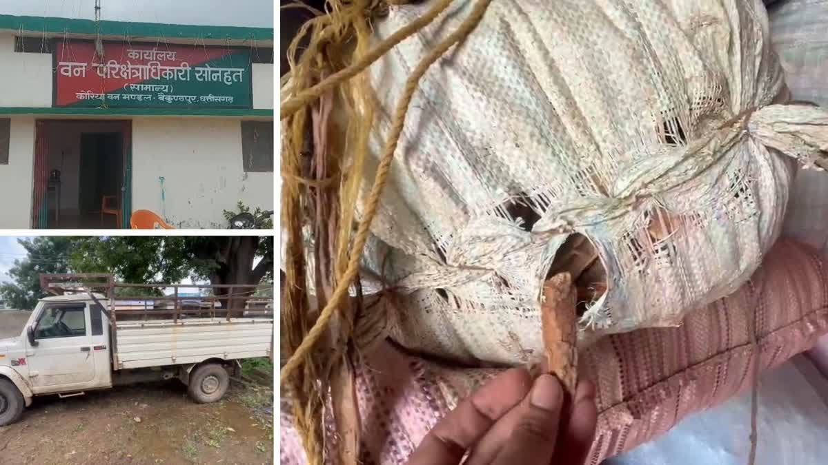 (कोरिया)सोनहत में वन विभाग की बड़ी कार्रवाई, 46 बोरी लोध छाल के साथ वाहन जब्त