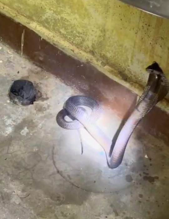 (बलरामपुर) अस्पताल में घुसा विशाल कोबरा, स्नेक कैचर ने किया सफल रेस्क्यू
