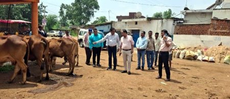 (रायपुर) बकतरा को पशुपालन हब के रूप में करें विकसित - कलेक्टर