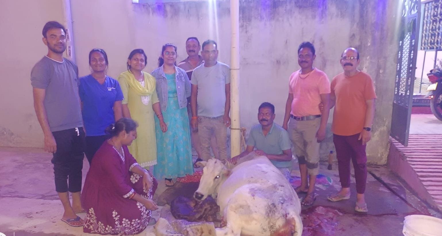 (कोंडागांव) सड़क पर प्रसव में तड़पती गाय का पशु चिकित्सकों ने कराया प्रसव