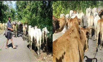 (कोरबा) चार पशु तस्करों के विरुद्ध अपराध दर्ज