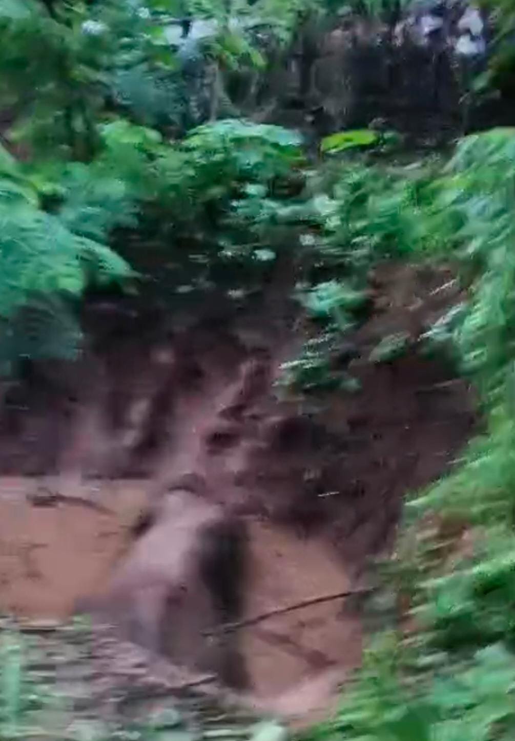 (अंबिकापुर) सीतापुर वन परिक्षेत्र में हाथी गिरा पुराने कुएं में, रेस्क्यू अभियान जारी