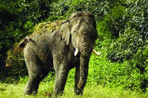 (कोरबा) ग्रामीण के घर घुसा दंतैल, गृहस्वामी ने परिवार सहित भागकर बचाई जान