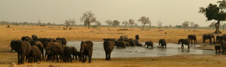 जि़म्बाब्वे में सूखे से 100 हाथियों की मौत