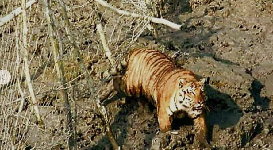सुंदरबन के कुलतली में फिर बाघ के कारण ग्रामीणों में आतंक