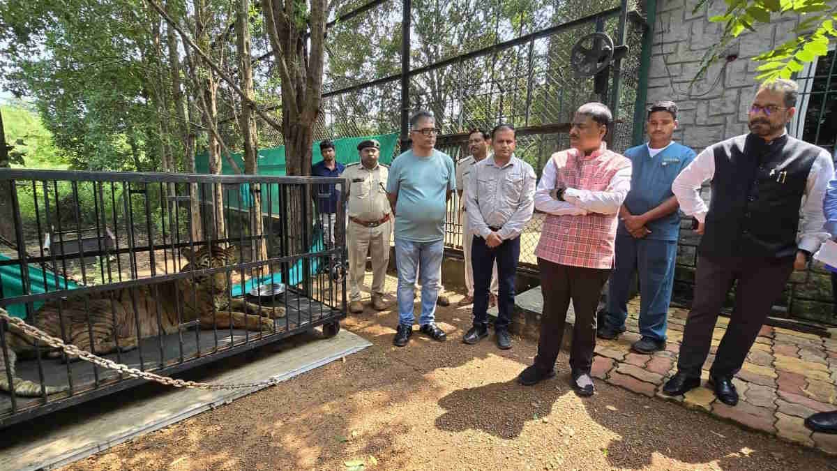 (रायपुर) जंगल सफारी की -1बिजली को इलाज के लिए भेजा गया -1वनतारा