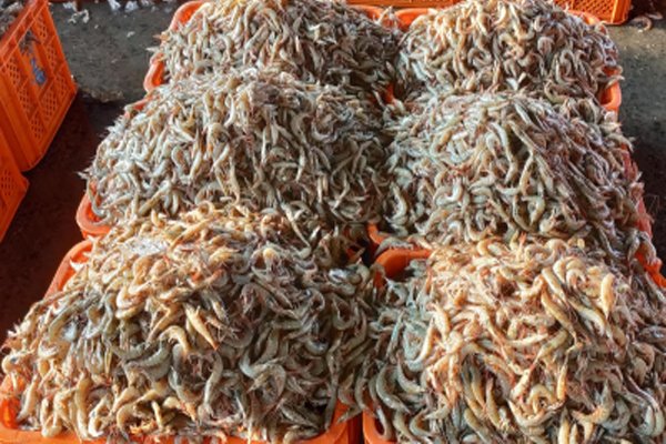 यूरोपीय संघ ने निर्यात के लिए 102 नए भारतीय मत्स्य प्रतिष्ठानों को सूचीबद्ध किया : केंद्र
