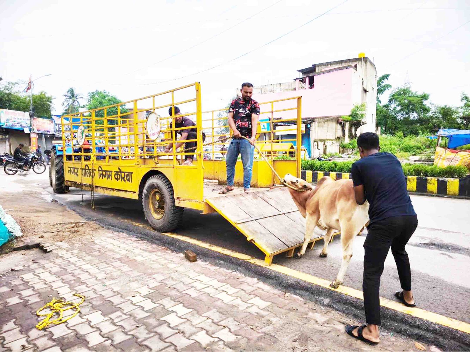 (कोरबा) विगत एक पखवाड़े में 06 दर्जन से अधिक मवेशियों को सड़कों से उठाकर पहुंचाया गया गोकुलनगर