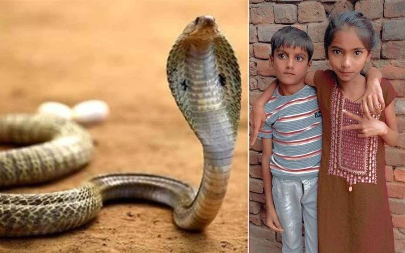 जमीन पर सो रही मां और दो बच्चों को सांप ने काटा, इलाज के दौरान तीनों की मौत