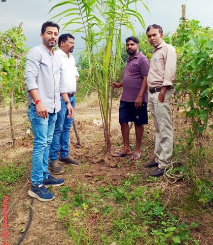 (धमतरी) किसानों के आर्थिक स्वावलंबन की दिशा में बड़ा कदम - धमतरी जिले में शुरू हुआ ऑयल पाम का पौधारोपण