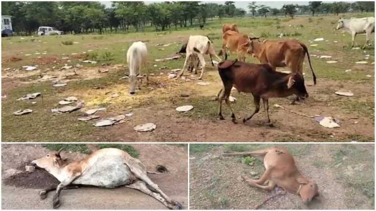 (बलौदाबाजार) कृषक सम्मेलन के दौरान फेंके खाना को खाने से गायों की मौत! भाजपा ने किया चक्काजाम