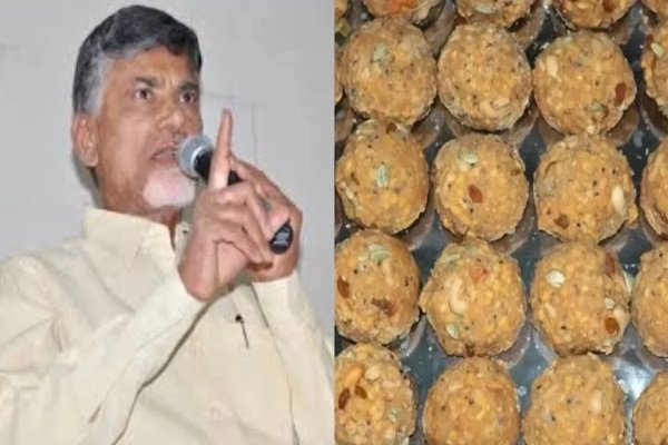 Tirupati Laddu Case: लैब की रिपोर्ट आने के बाद फूटा CM नायडू का गुस्सा, बोले-किसी को भी बख्शा नहीं जाएगा