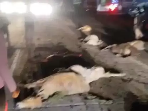 (बिलासपुर) ट्रक ने 8 गायों को रौंदा, गौ सेवकों का उग्र प्रदर्शन, चक्काजाम