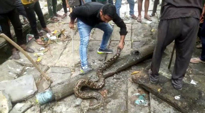 (कोरबा) पानी निकलने वाले पाईप में घुस कर बैठा था विशालकाय अजगर-2 घंटे चला रेस्क्यु
