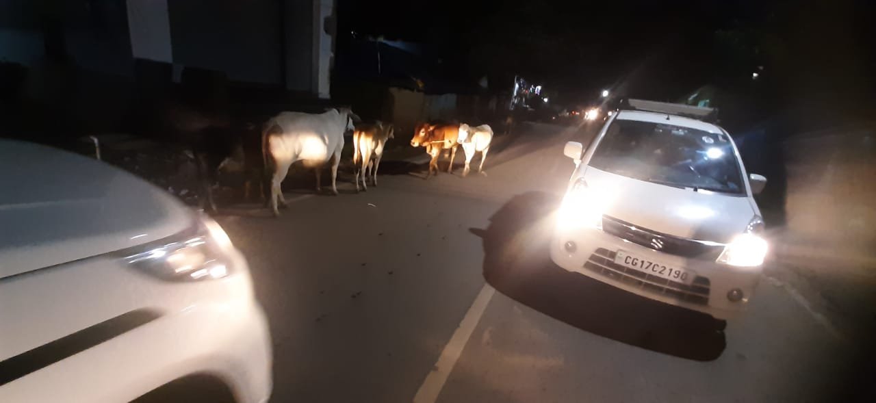 जगदलपुर में छोड़ी गई गायों को लेकर सख्त रुख, पशुपालकों पर होगी कार्रवाई*