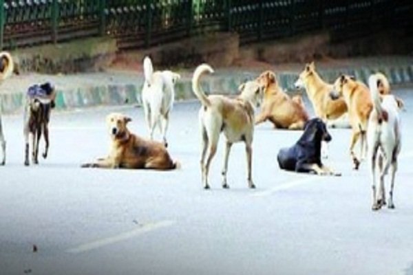 पर्यटन स्थल हुंडरू में आवारा कुत्तों का आतंक, एक साथ छह पर्यटकों को काटा