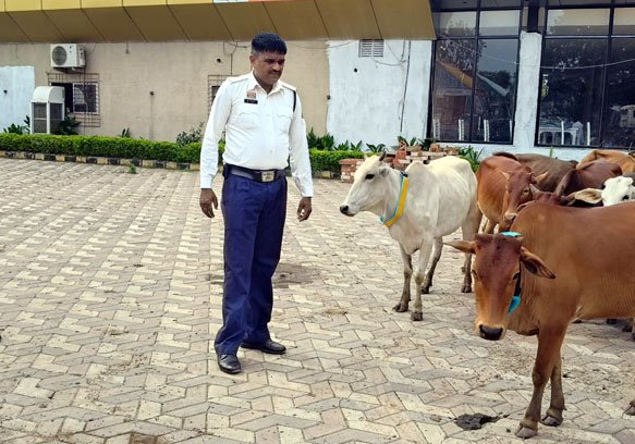 (दुर्ग) यातायात पुलिस ने हाईवे पर मवेशियों रिफ्लेक्टर बेल्ट पहनाया