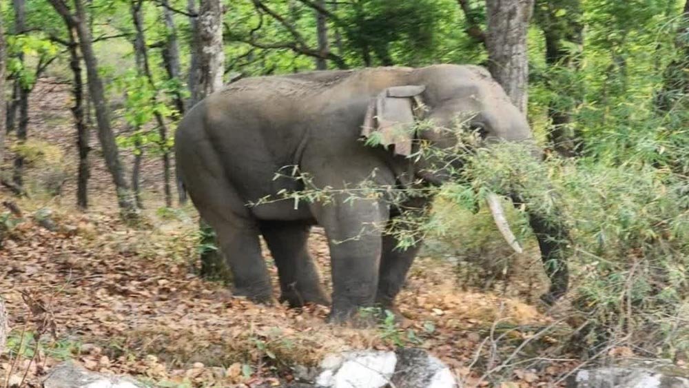 (एमसीबी) हाथी के कुचलने से महिला एवं बच्चे की मौत