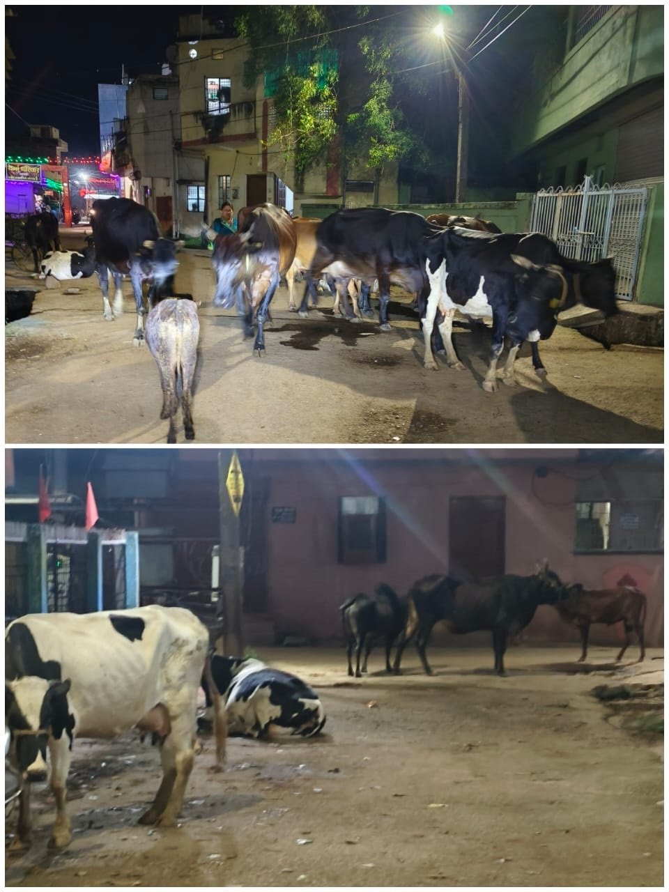 (भिलाई/रिसाली)  रिसाली निगम का वार्ड 13 बना ओपन खटालÓ, जनता बेहाल - निगम चुप,  सड़कों की मालिक मवेशियों