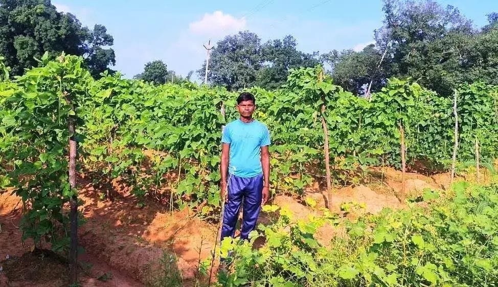 (रायगढ़) बरबट्टी की खेती से आत्मनिर्भरता की ओर बढ़ रहे केराबहार के किसान खुलेश्वर पैंकरा