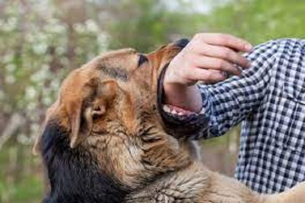 कुत्ते के काटने पर सरकार से मिलेगा 20 हजार का मुआवजा, हाईकोर्ट ने दिए आदेश