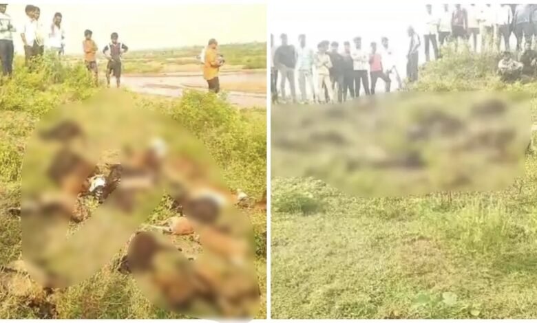 (रायपुर) रायपुर के पारागांव में आकाशीय बिजली का कहर,27 बकरियों की मौत