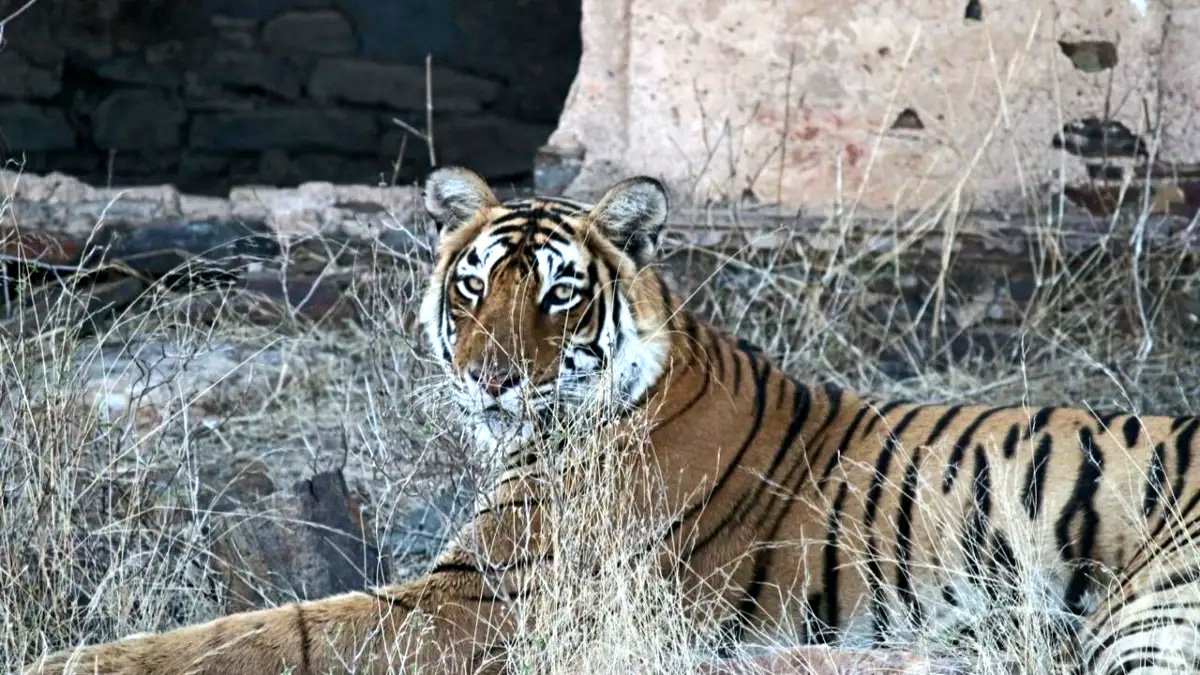 नहीं रही मगरमच्छ का शिकार करने वाली रणथंभौर की बाघिन एरोहेड