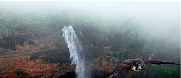 (गरियाबंद) शेष पगार झरने की खूबसूरती में चार चांद लगाता दिखा दुनिया का सबसे तेज उडऩे वाला पक्षी, ड्रोन कैमरे में हुआ कैद