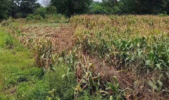 (रायपुर) कछार जमीन पर 40 लाख के मक्का फसल बराबद होने के अनुमान