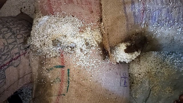 (बकावंड) ग्रामीण भूखे मर रहे हैं, राशन दुकान में सड़ रहा है चावल