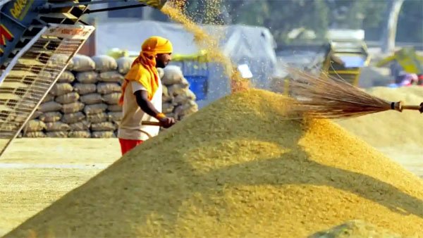 (कोरिया) धान उपार्जन 2025-26 : 15 नवम्बर से होंगी समर्थन मूल्य पर धान खरीदी