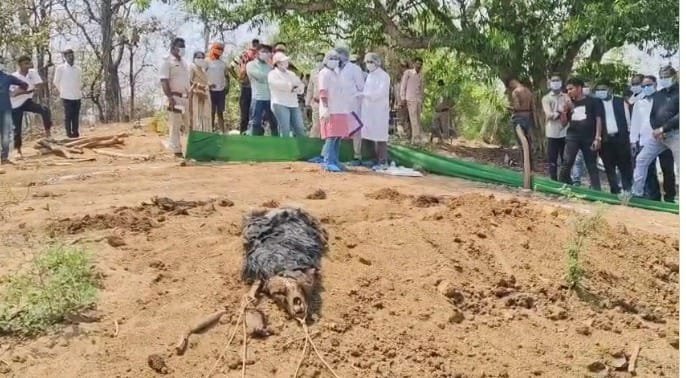 (बालोद) मृत भालू के मामले में वन विभाग की बड़ी कार्रवाई, तीन कर्मचारियों को निलंबित किया गया