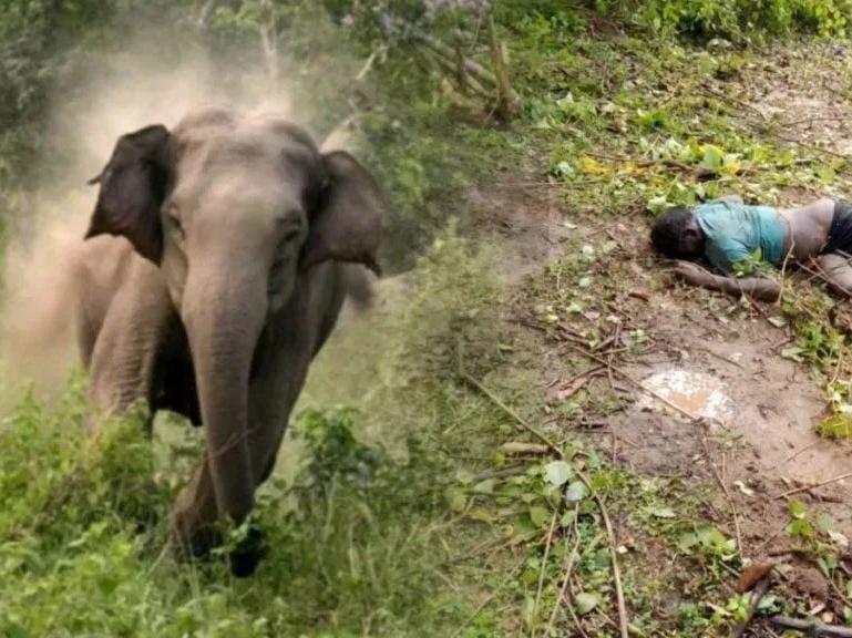 (कोरबा) खेत से लौटते वक्त लोनर हाथी ने ग्रामीण को पटककर मार डाला, इलाके में दहशत का माहौल
