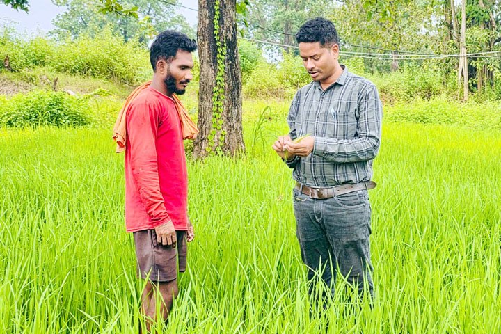 (सुकमा) धान की फसल पर तना छेदक का हमला, वैज्ञानिकों ने दी विशेष सावधानी बरतने की सलाह