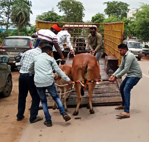 (धमतरी) आवारा मवेशियों की धरपकड़ अभियान से शहर की सूरत में सुधार