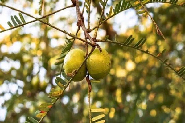 भारत में बागवानी फसलों का उत्पादन फसल वर्ष 2024-25 में लगभग 3.7 प्रतिशत बढऩे का अनुमान