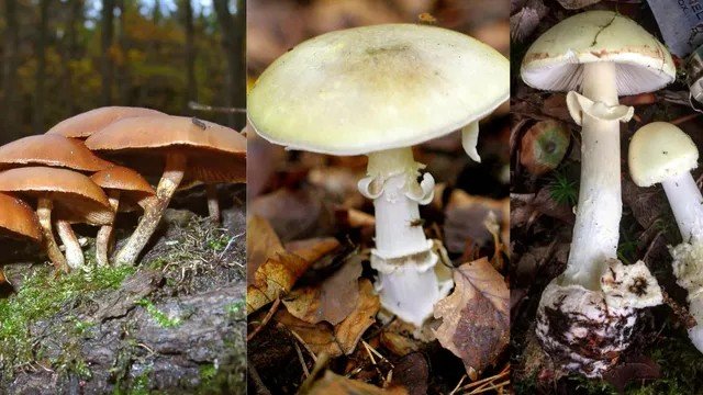 (कवर्धा) जहरीला मशरूम खाने से एक ही परिवार के 4 लोग अस्पताल में भर्ती