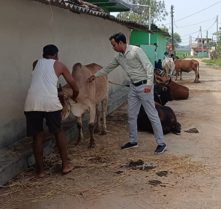 (कोरिया,)खुरहा-चपका रोग से बचाव के लिए शुरू हुआ 6वाँ चरण टीकाकरण अभियान