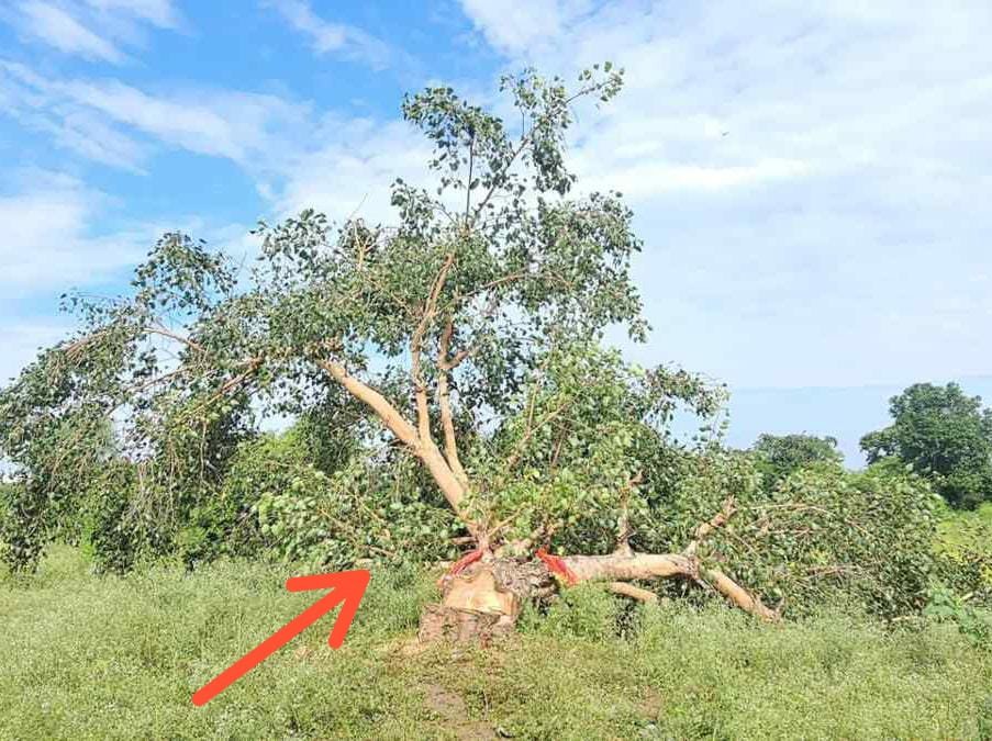 (खैरागढ़) खैरागढ़: पीपल वृक्ष कटने से भड़का जनआक्रोश, ग्रामीणों ने की कड़ी कार्रवाई की मांग