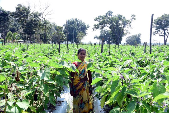 (कोण्डागांव) सफलता की कहानी- बिहान योजना से आत्मनिर्भरता की मिसाल बनीं शकुन्तला शार्दुल