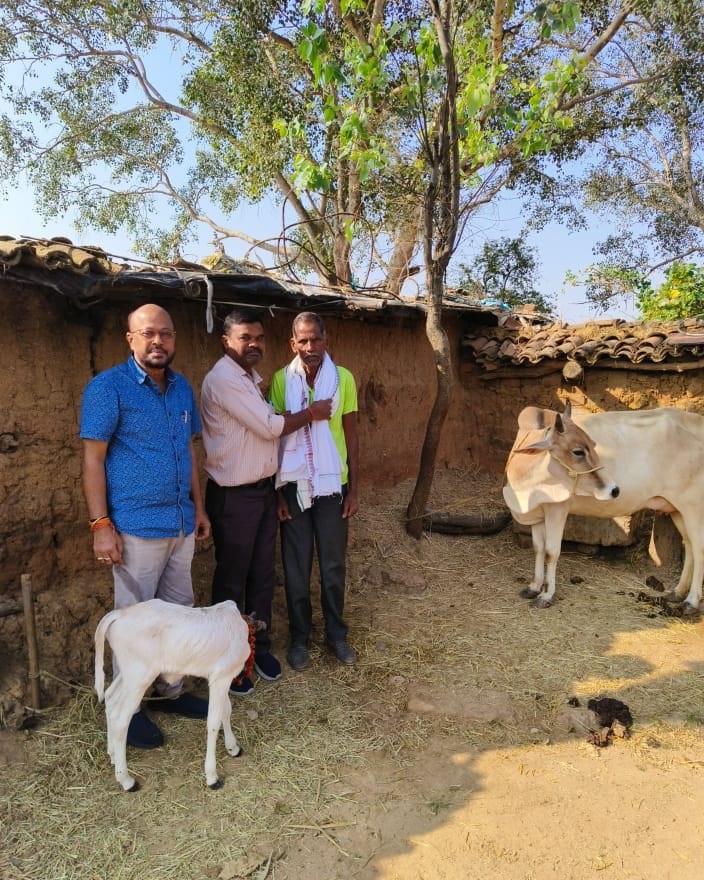 (जशपुर) जशपुर जिले की ऐतिहासिक उपलब्धि , कृत्रिम गर्भाधान से जन्मी प्रथम पुंगनुर मादा वत्स, पशु नस्ल सुधार में नई दिशा