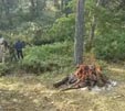 (कवर्धा) कवर्धा भोरमदेव अभयारण्य में करंट लगाकर दो बायसन का शिकार, पाँच आरोपी गिरफ्तार