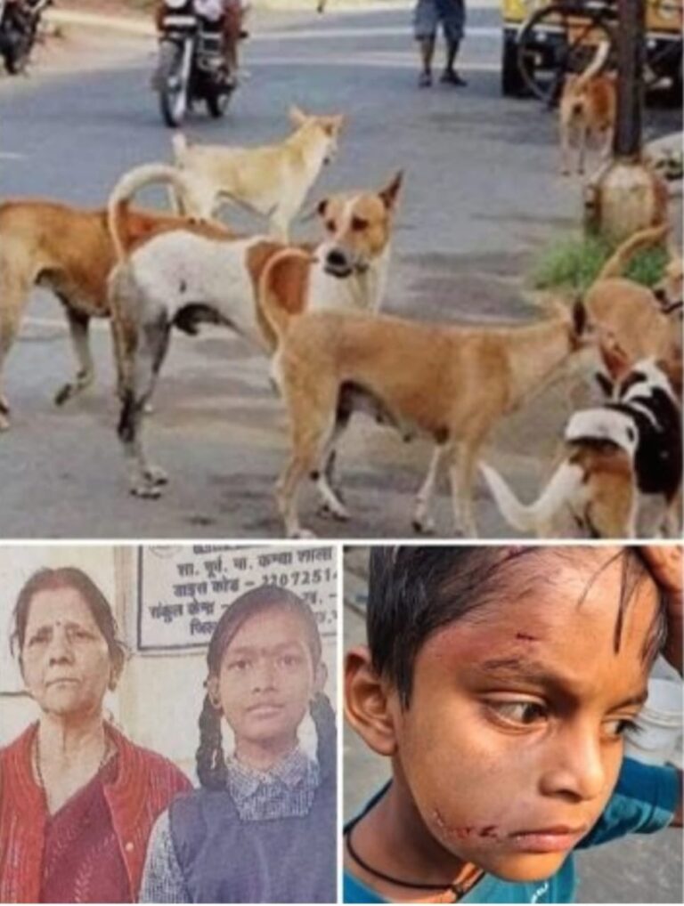 स्कूलों में कुत्तों का आतंक बच्चों की सुरक्षा भगवान भरोसे