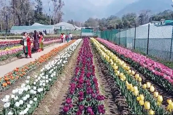 हिमाचल प्रदेश का पहला ट्यूलिप गार्डन, 70 हजार से ज्यादा पर्यटकों ने किया दीदार