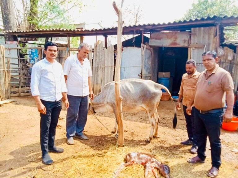 (सुकमा) पशुधन विभाग की तत्परता से गाय का सुरक्षित प्रसव, गाय और बछड़ा दोनों स्वस्थ