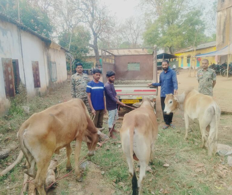 कांकेर में रामनवमी पर 3 गौ तस्कर गिरफ्तार, वाहन सहित मवेशी जब्त